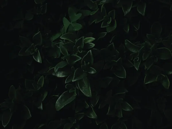 img of Executive mentorship in Canada